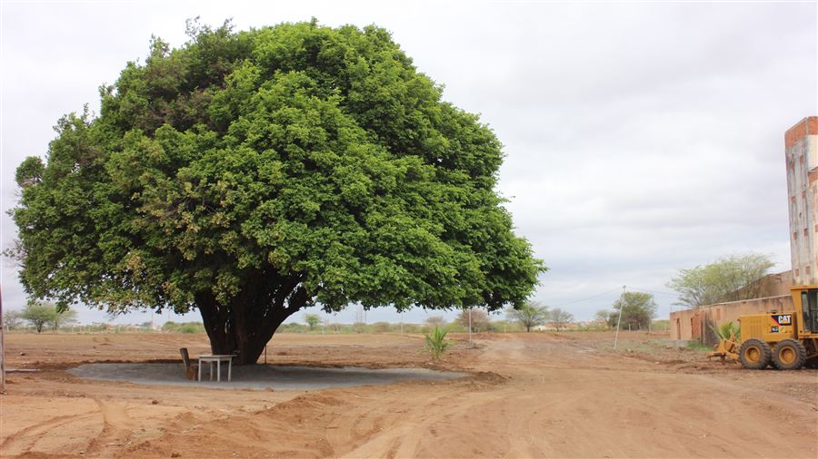 Parque das Árvores — a árvore preservada no meio do loteamento